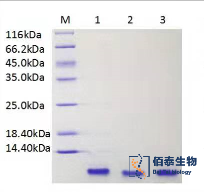 重組人表皮生長因子