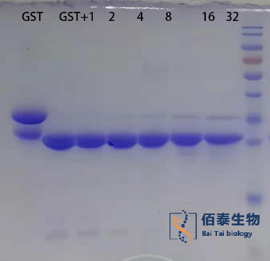腸激酶活性.png
